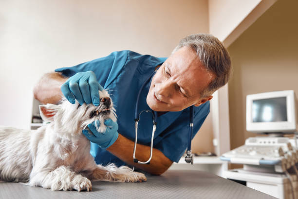  Springfield, MI Emergency Dentist Pros